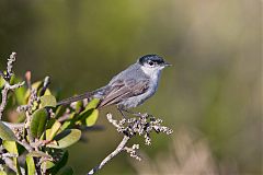 California Gnatcatcher