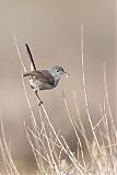 California Gnatcatcher