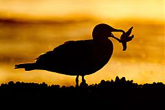 California Gull