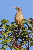 California Thrasherborder=