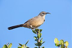 California Thrasher