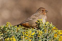 California Towhee