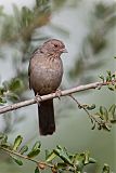 California Towheeborder=