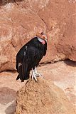 California Condor