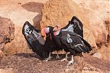 California Condor