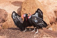 California Condor