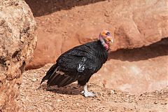 California Condor