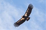 California Condor