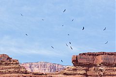 California Condor