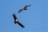 California Condor