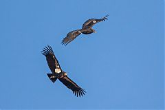 California Condor