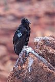 California Condor