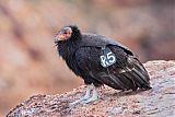 California Condor