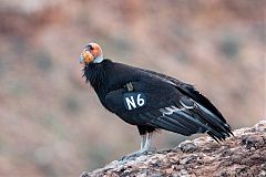 California Condor