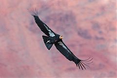 California Condor