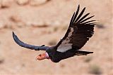 California Condor