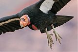 California Condor