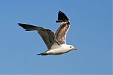 California Gull