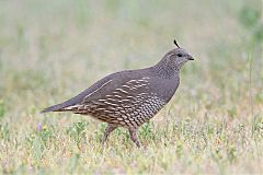 California Quail