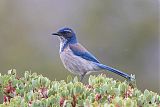 California Scrub-Jayborder=