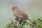 California Towhee