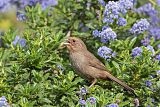 California Towheeborder=