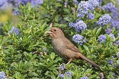 California Towhee