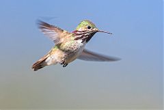 Calliope Hummingbird