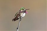 Calliope Hummingbird