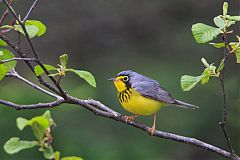 Canada Warbler