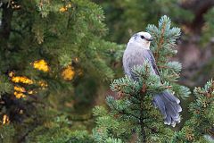 Canada Jay