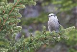 Canada Jay