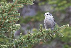 Canada Jay