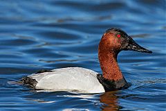 Canvasback