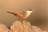 Canyon Wren