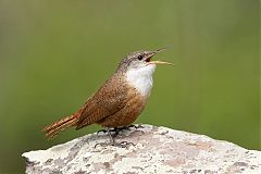 Canyon Wren