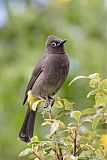 Cape Bulbul