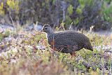 Cape Francolin