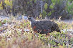 Cape Spurfowl