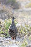 Cape Francolin