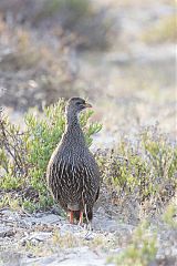 Cape Spurfowl