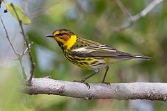 Cape May Warbler