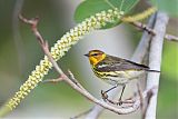 Cape May Warbler