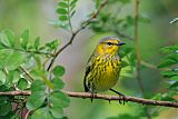 Cape May Warbler