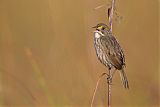 Seaside Sparrow