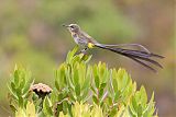 Cape Sugarbird