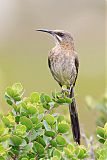 Cape Sugarbird