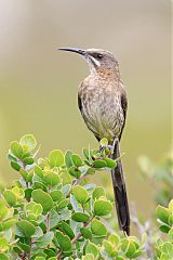 Cape Sugarbird