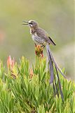 Cape Sugarbirdborder=