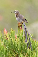 Cape Sugarbird